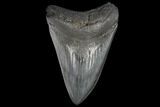 3.90" Fossil Megalodon Tooth - South Carolina - #130719-1